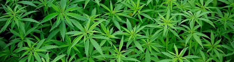 cultivation of marijuana