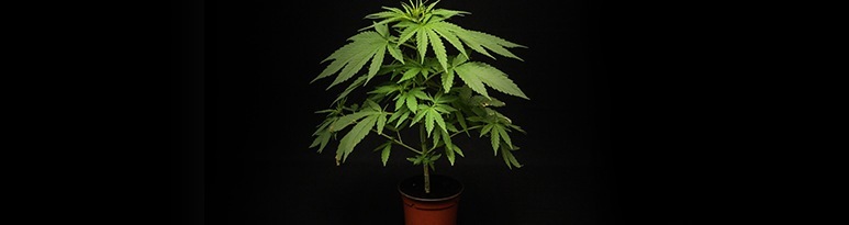 marijuana grown home